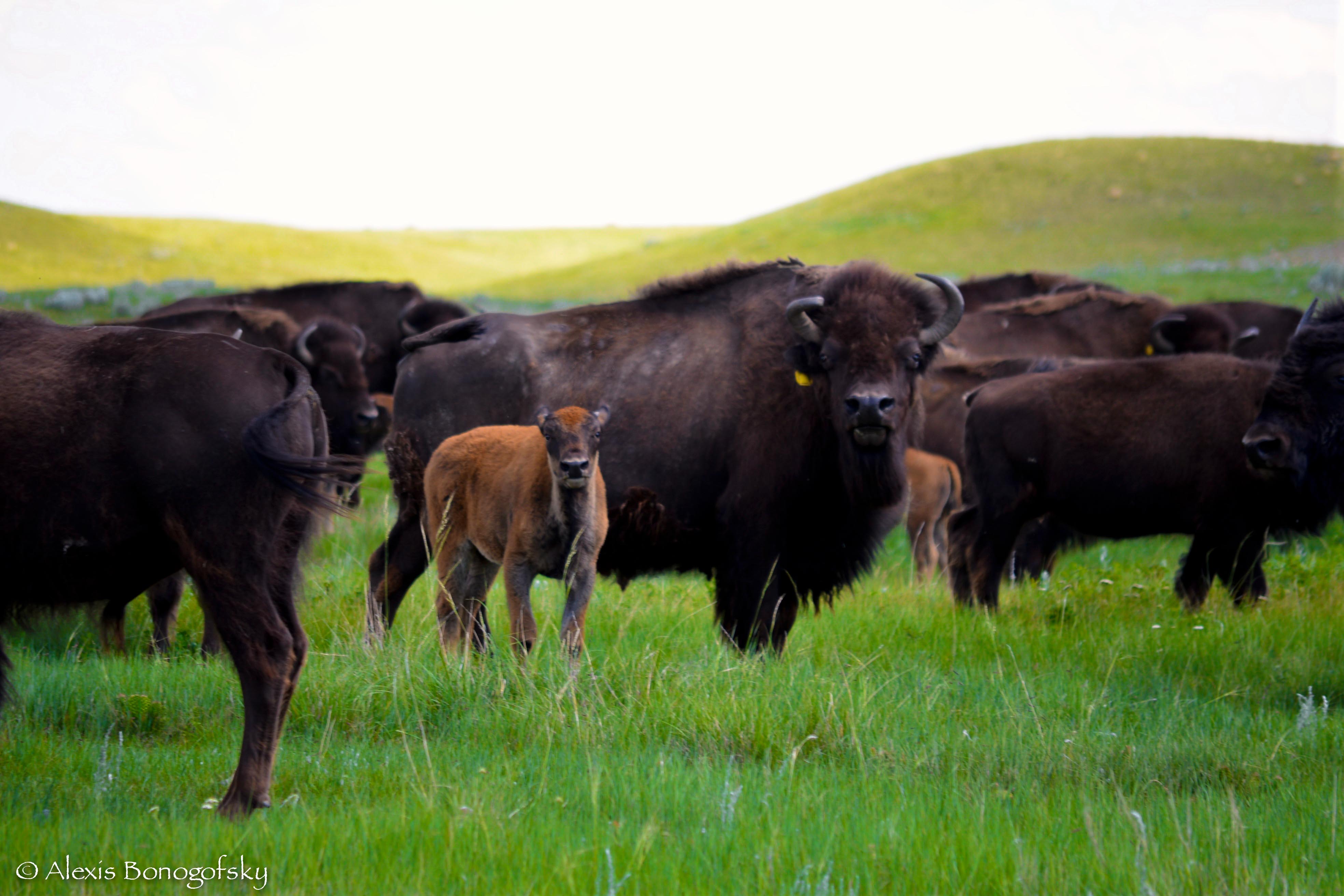 Yellowstone Bison on Fort Peck Reservation 2013. Copyright Alexis Bonogofsky.