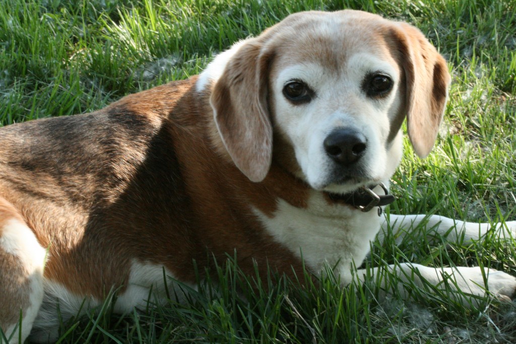 Duke the Beagle