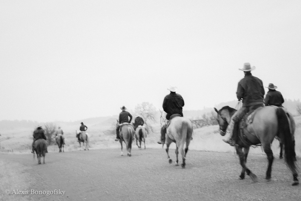 Cowboy. Horses. McRae. Greenleaf Road.